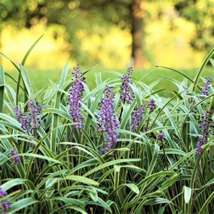 Can you plant liriope in the winter?