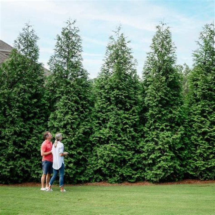 Can you plant Thuja Green Giants in the fall?