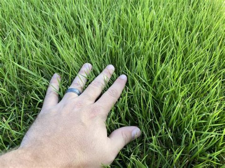 Can you plant zoysia grass seed in the summer?