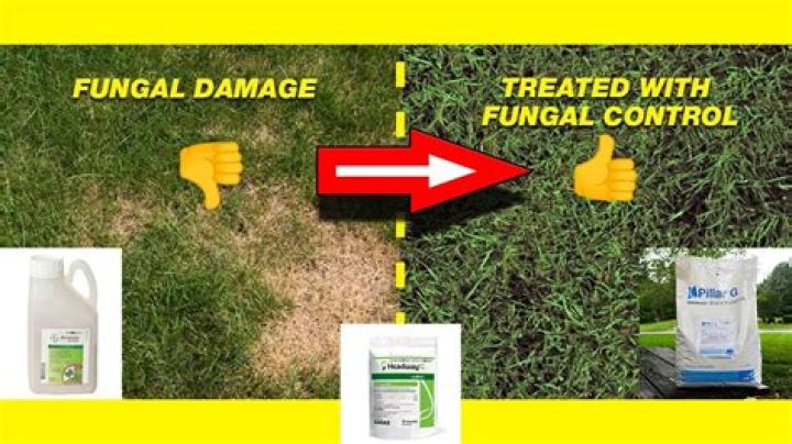 Can you put fungicide on new grass?
