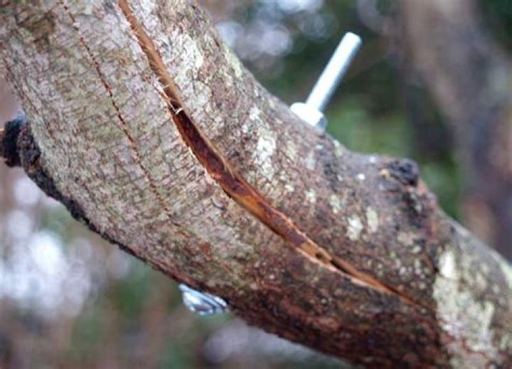 Can you repair a split tree trunk?