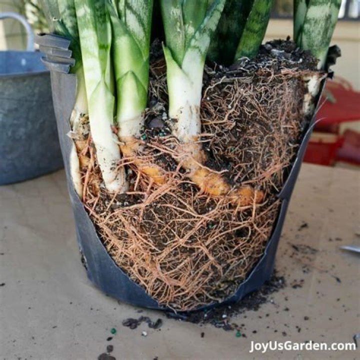 Can you replant a plant that has been uprooted?