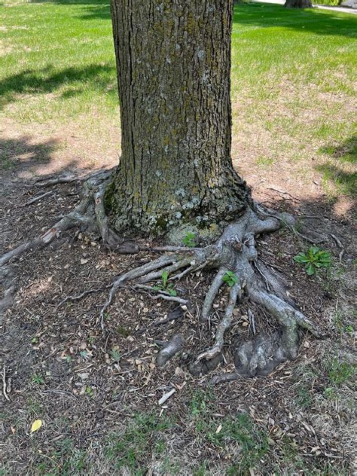 Can you save a tree with girdled roots?