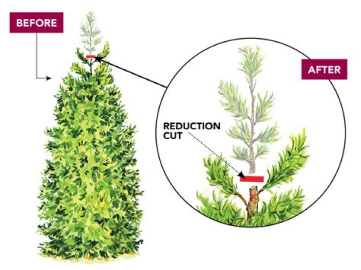 Can you trim arborvitae to keep them small?