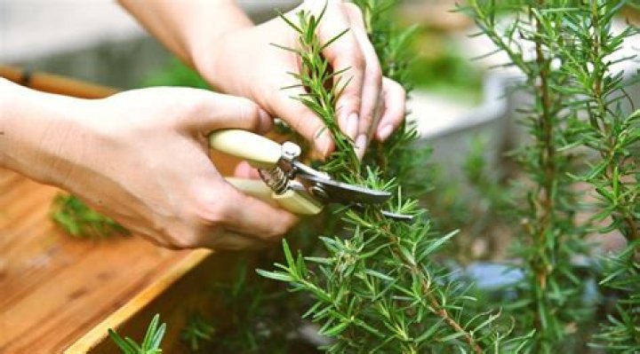 Can you trim bushes in late summer?