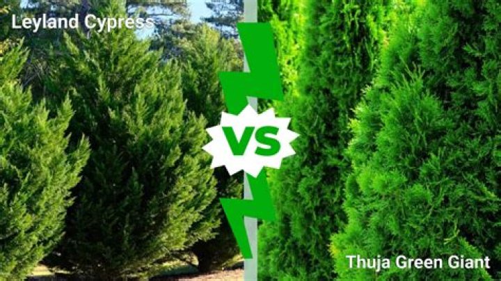 Can you trim the top of Thuja Green Giant?
