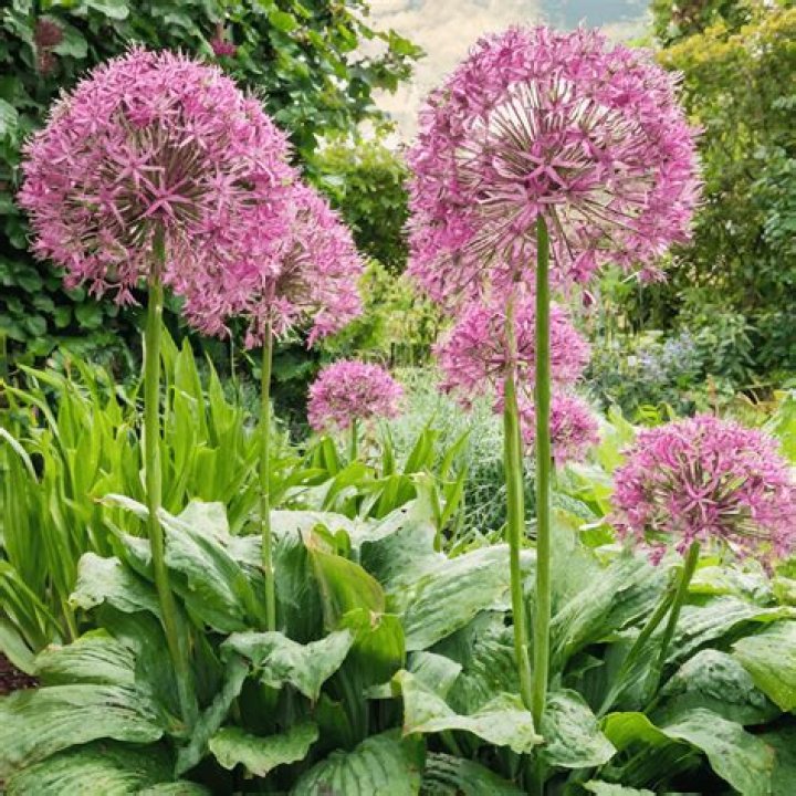 Do alliums need to be pre chilled?