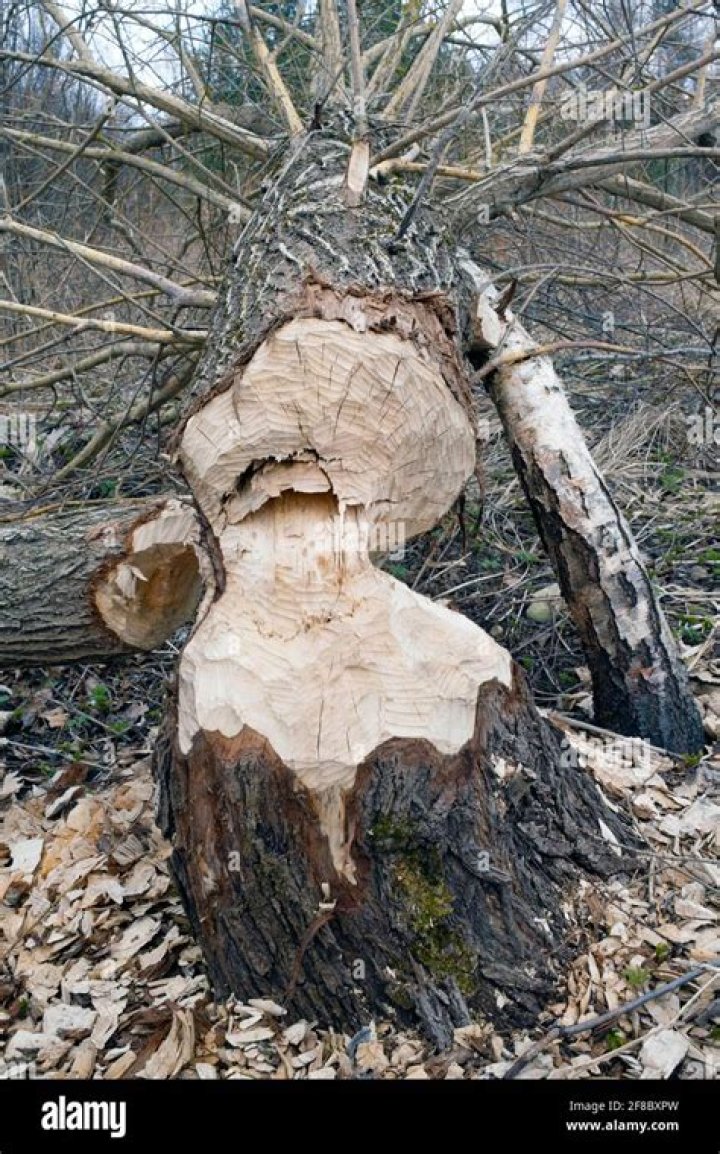 Do beavers really cut down trees?