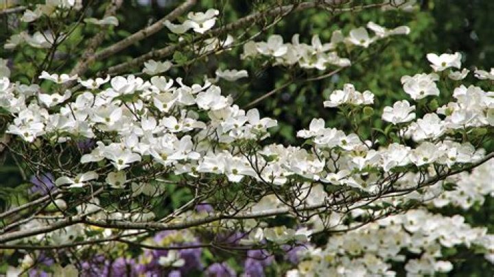 Do dogwoods bloom in May?