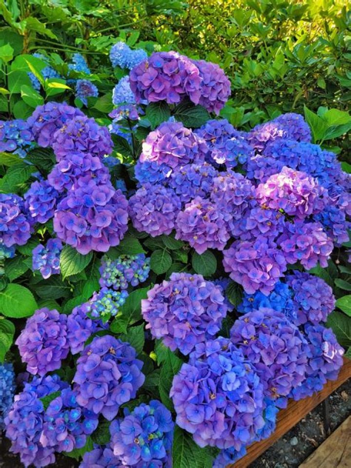 Do hydrangeas do well in zone 8a?