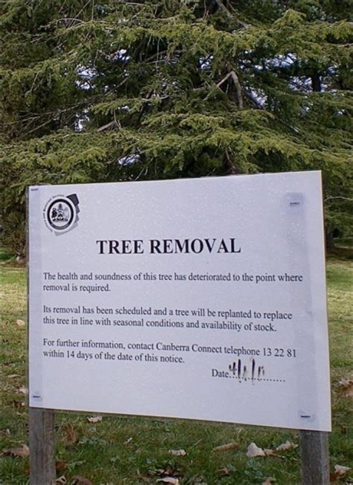 Do I need permission to remove a tree?