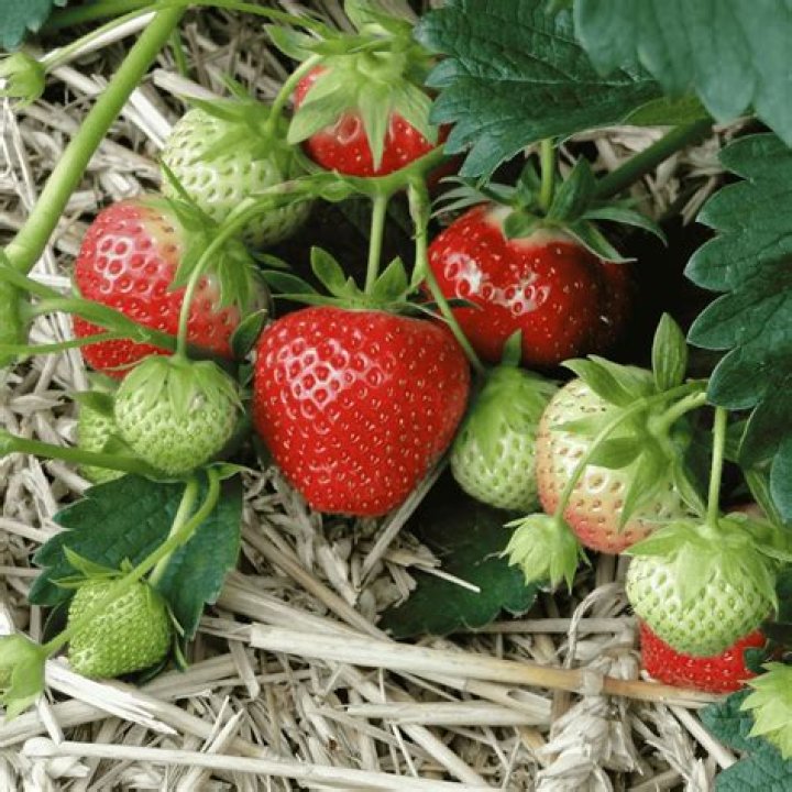 Do June bearing strawberries come back every year?