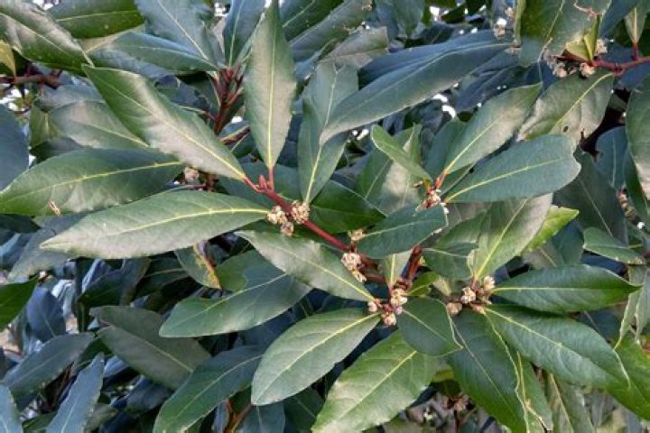 Do laurel trees lose their leaves?