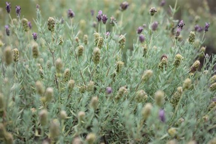 Do lavender plants survive in Texas?