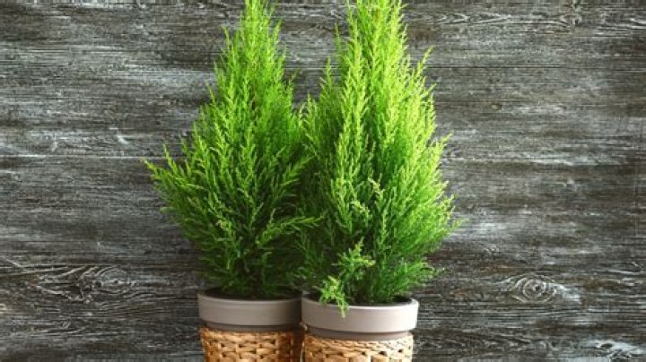 Do lemon cypress trees smell like lemon?