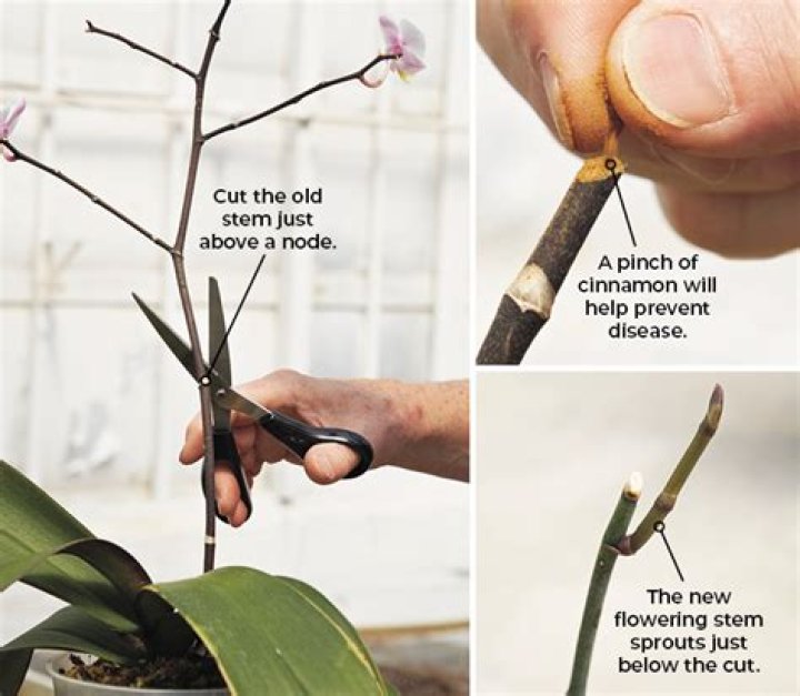 Do orchids grow back if you cut them?