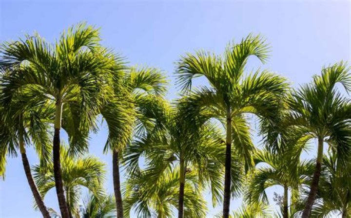 Do palm trees multiply?