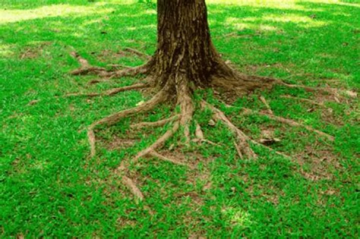 Do pepper trees have shallow roots?