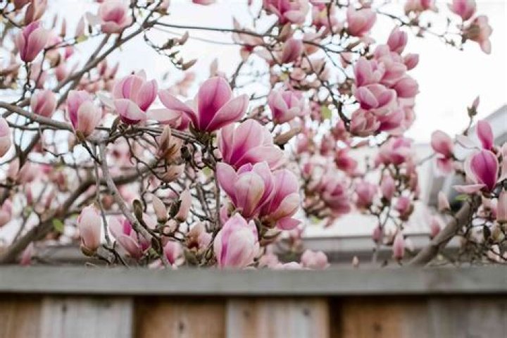Do saucer magnolias lose their leaves?