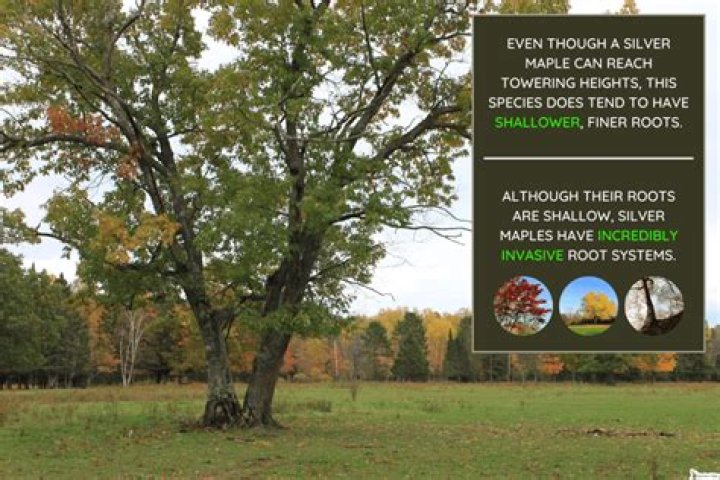 Do silver maples have invasive roots?