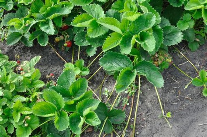 Do strawberry plants die after bearing fruit?