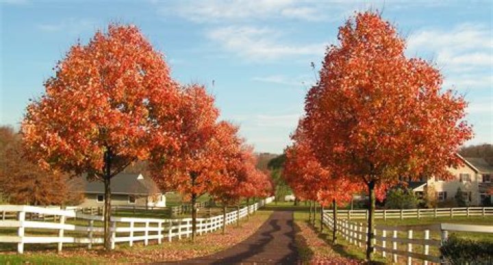 Do sugar maple trees drop helicopters?