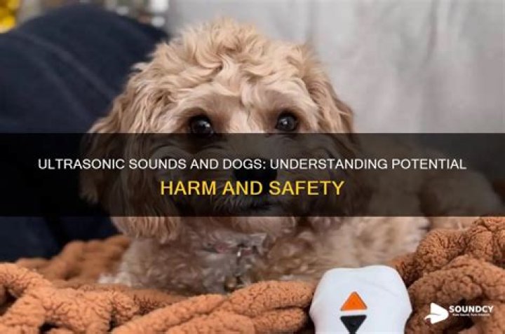 Do ultrasonic sounds hurt dogs?