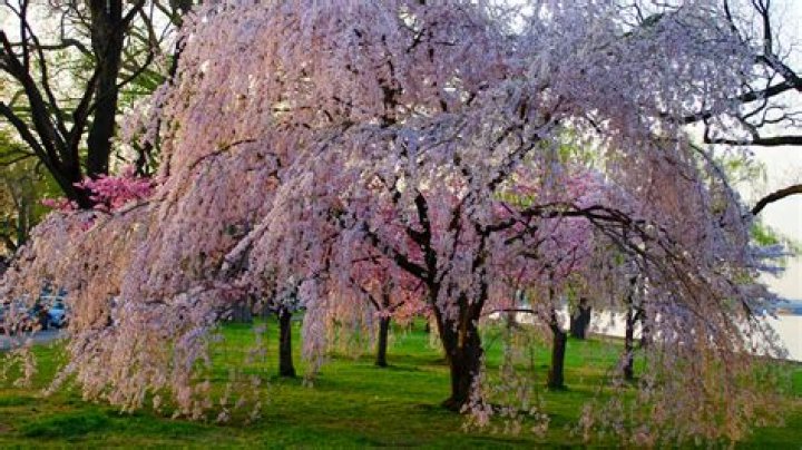 Do weeping cherry trees bloom every year?