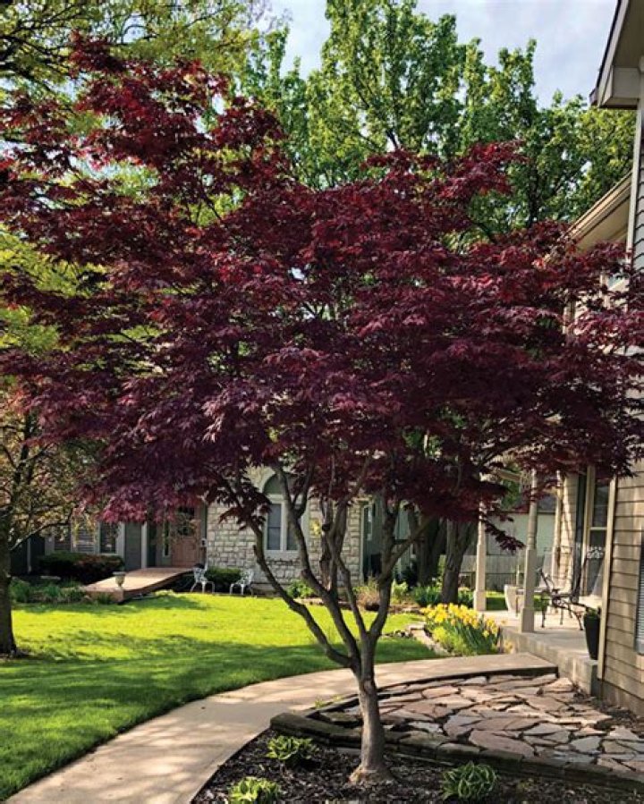 Does Bloodgood Japanese maple lose leaves in winter?