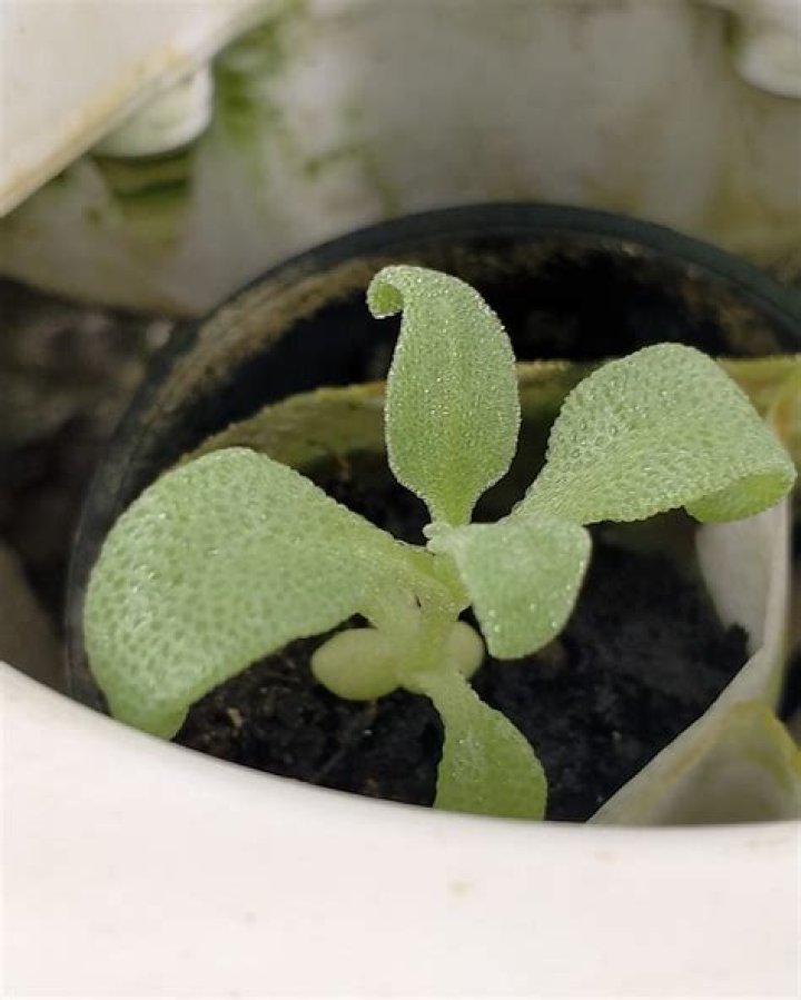 Does ice plant like water?