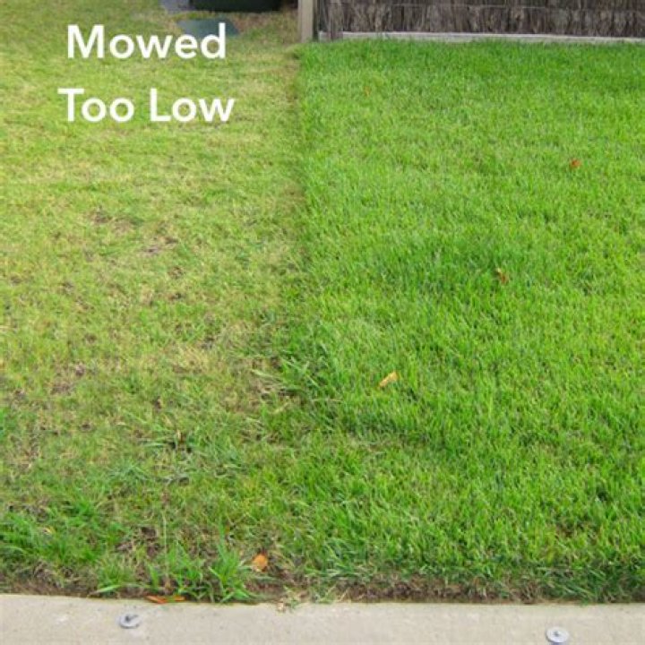 Does mowing low kill weeds?