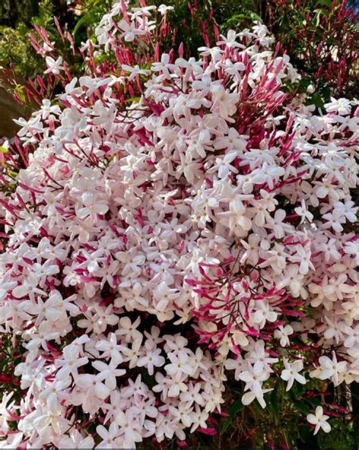 Does pink jasmine die back in winter?
