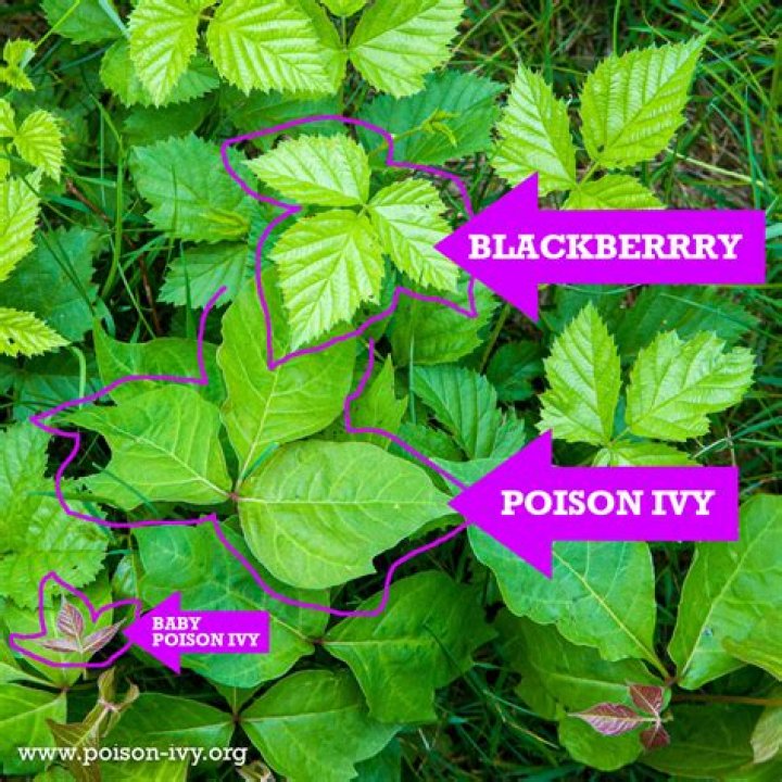 Does poison ivy only have 3 leaves?