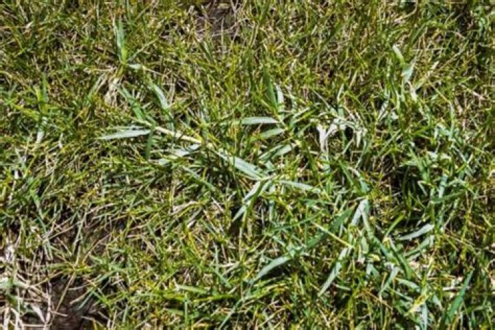 Does preen stop Bermuda grass?
