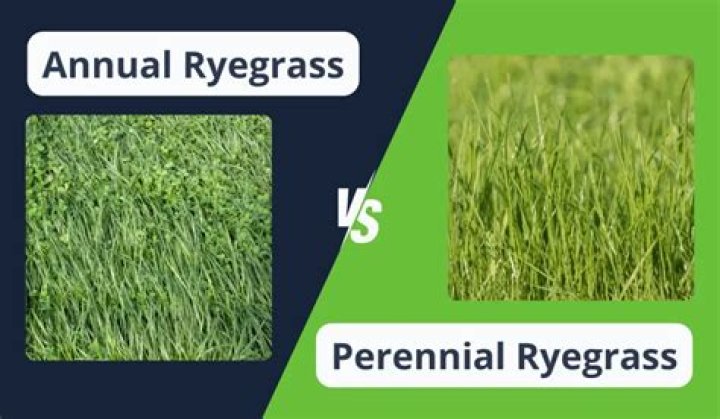 Does rye grass grow year round?