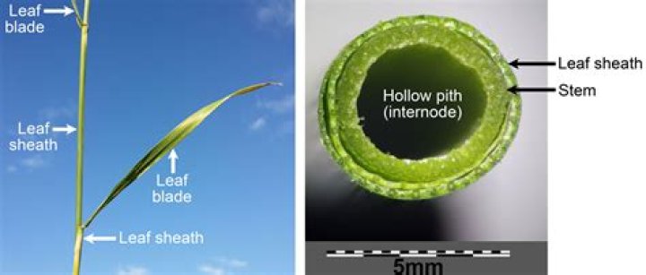 How are the leaves attached to a flower?