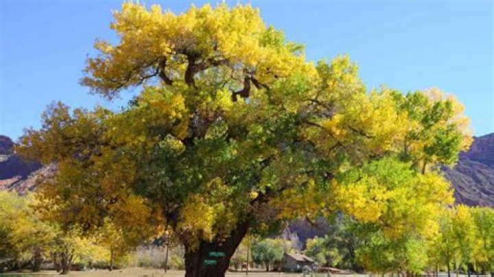 How big are the branches of a cottonwood tree?