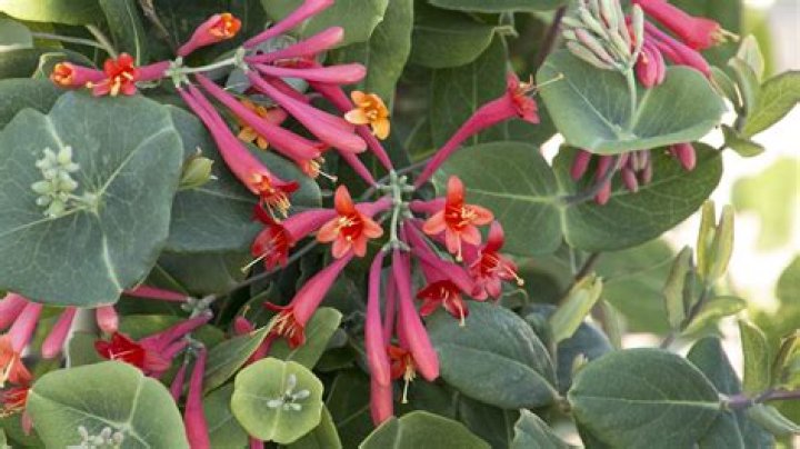 How big are the leaves on a honeysuckle tree?