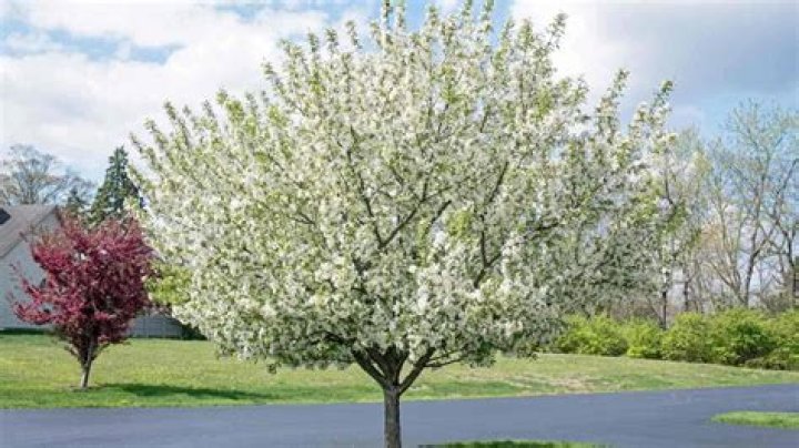 How big do flowering cherry trees get?