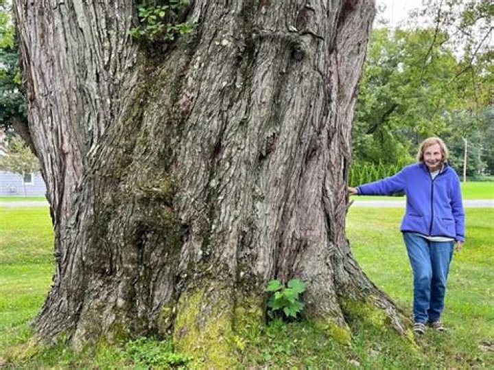 How big do silver maples get?