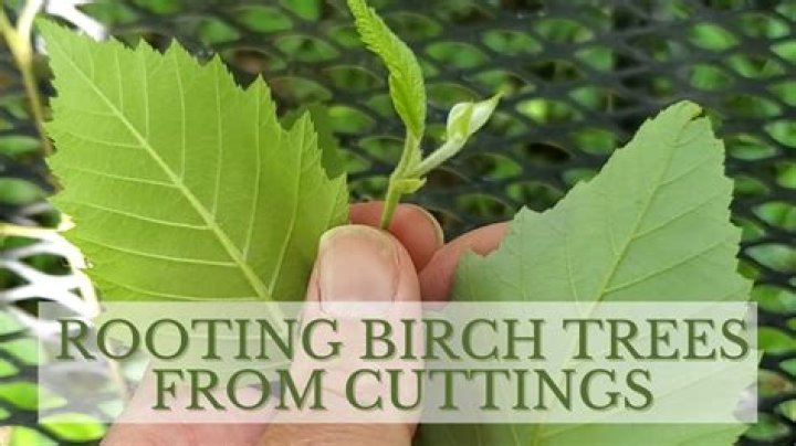 How big does a birch tree grow?