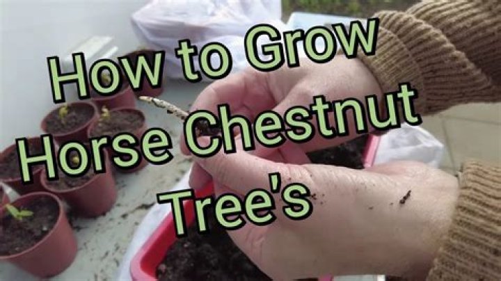 How big does a horse chestnut tree get?