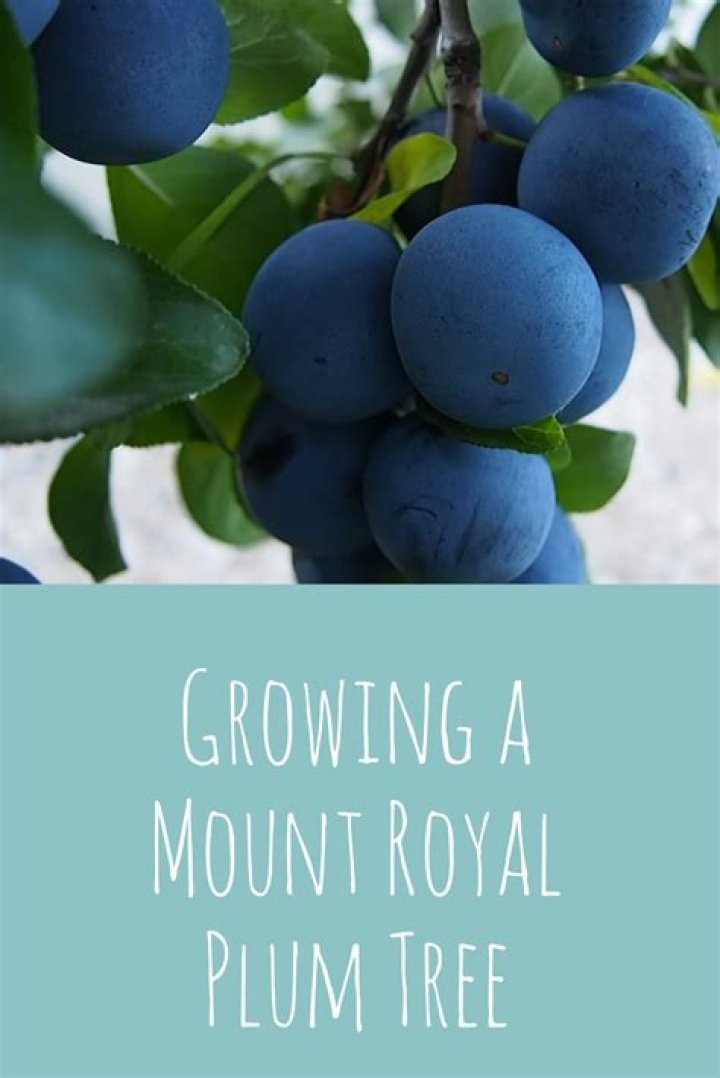 How big does a Mount Royal plum tree get?