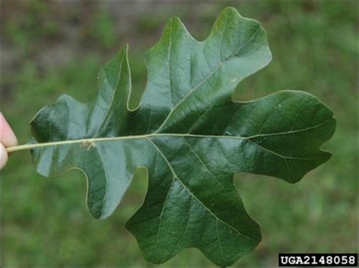 How big does a post oak tree get?