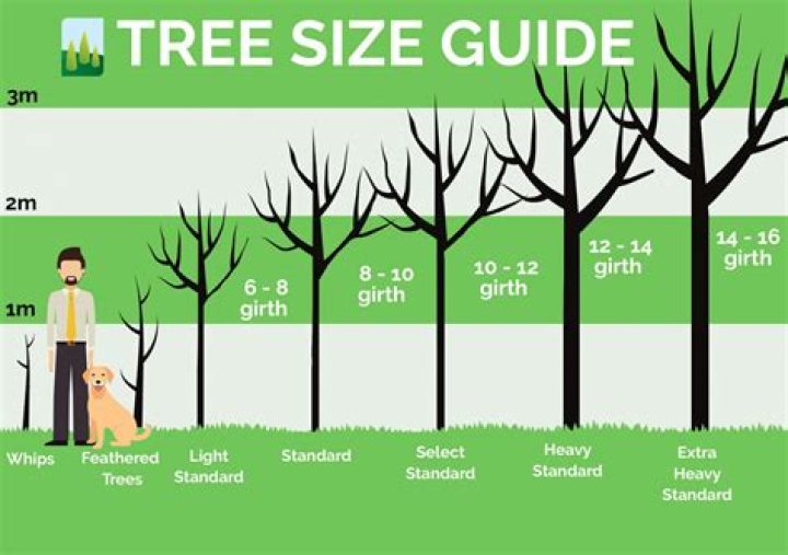 How big is a 10 year old maple?