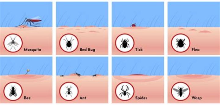 How can I identify a bug from a list?