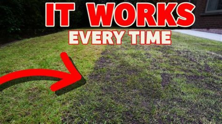 How can I thicken my old lawn?