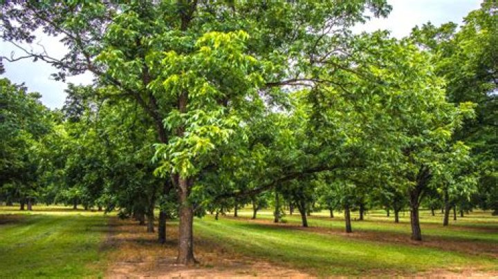 How can you tell how old a pecan tree is?