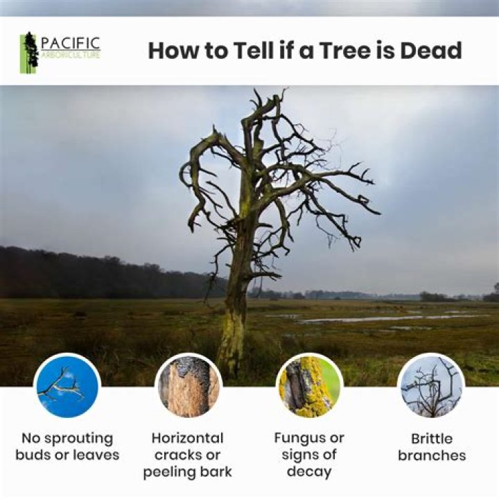 How can you tell if a amber tree is liquid?