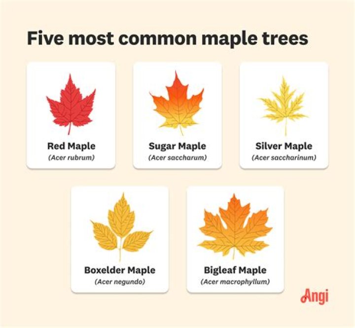 How can you tell if a maple tree is unhealthy?
